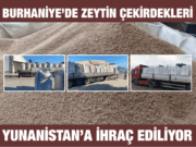 Burhaniye’den Yunanistan’a Zeytin Çekirdeği İhracı