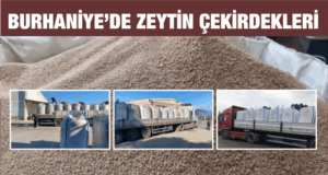 Burhaniye’den Yunanistan’a Zeytin Çekirdeği İhracı