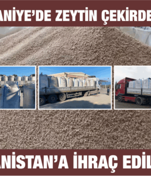 Burhaniye’den Yunanistan’a Zeytin Çekirdeği İhracı