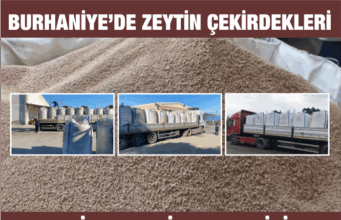 Burhaniye’den Yunanistan’a Zeytin Çekirdeği İhracı