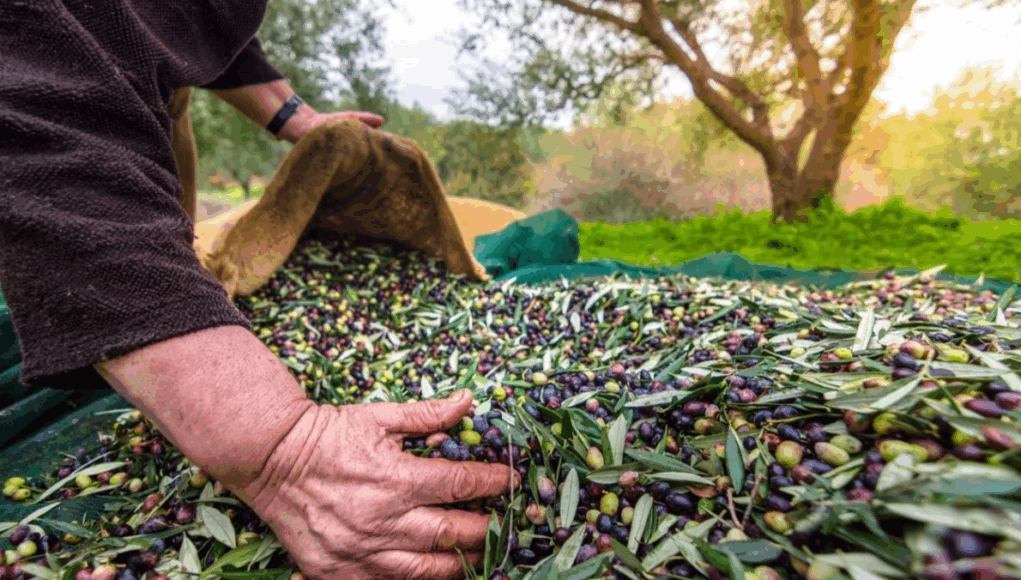Türkiye’nin Zeytin ve Zeytinyağı Mirası Fotoğraflarla Anlatılacak