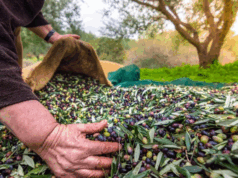 Türkiye’nin Zeytin ve Zeytinyağı Mirası Fotoğraflarla Anlatılacak