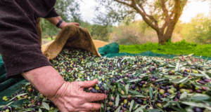 Türkiye’nin Zeytin ve Zeytinyağı Mirası Fotoğraflarla Anlatılacak