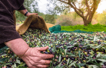 Türkiye’nin Zeytin ve Zeytinyağı Mirası Fotoğraflarla Anlatılacak