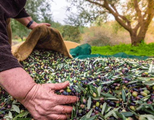Türkiye’nin Zeytin ve Zeytinyağı Mirası Fotoğraflarla Anlatılacak