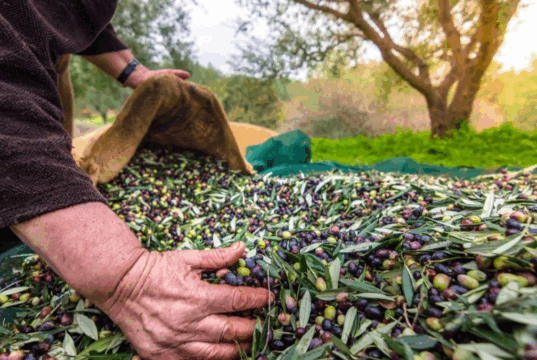 Türkiye’nin Zeytin ve Zeytinyağı Mirası Fotoğraflarla Anlatılacak