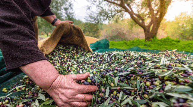 Türkiye’nin Zeytin ve Zeytinyağı Mirası Fotoğraflarla Anlatılacak