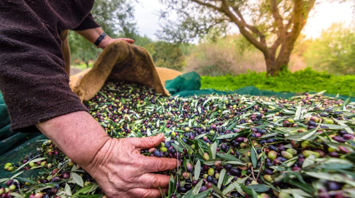 Türkiye’nin Zeytin ve Zeytinyağı Mirası Fotoğraflarla Anlatılacak